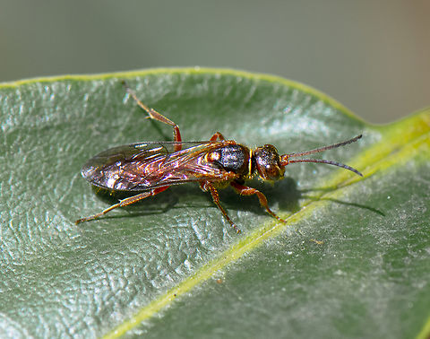 Wasp  Australia,Geotagged,Spring
