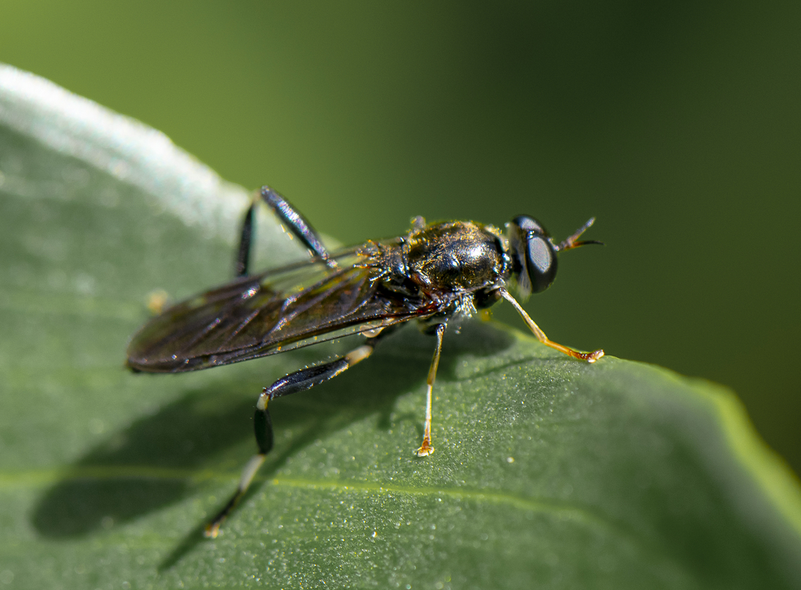 Exaireta spinigera - Garden soldier fly  Australia,Exaireta spinigera,Garden soldier fly,Geotagged,Spring