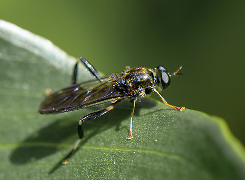 Exaireta spinigera - Garden soldier fly  Australia,Exaireta spinigera,Garden soldier fly,Geotagged,Spring