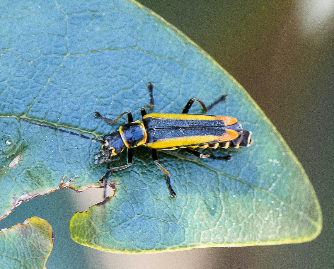 Chauliognathus alternatus - Red-tipped Soldier Beetle  Australia,Chauliognathus alternatus,Geotagged,Spring