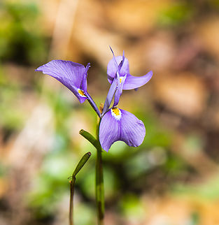 Moraea sisyrinchium This plant was found in the middle of the bush. Quite remote. Looks like Moraea but ..... Australia,Geotagged,Moraea sisyrinchium,Spring