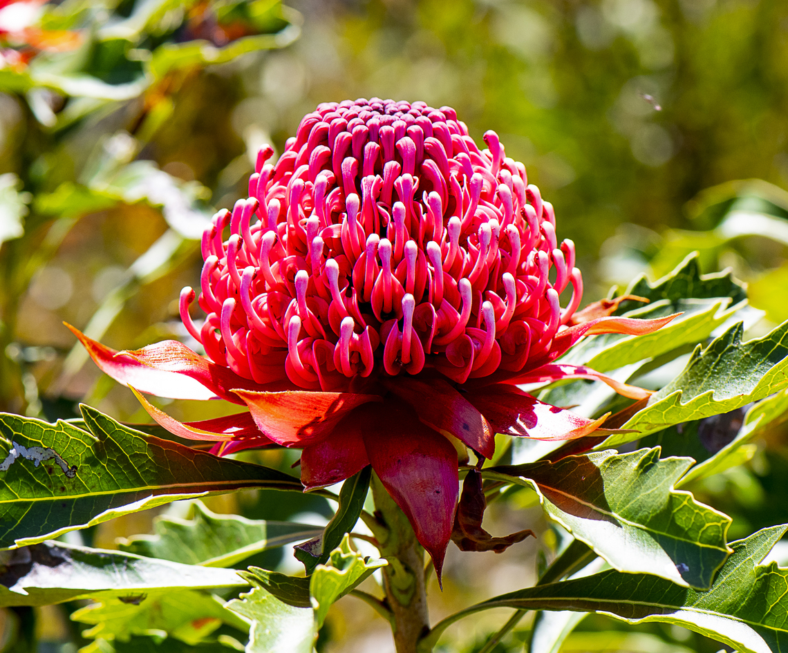 NSW Waratah  Australia,Geotagged,Spring,Telopea speciosissima,Waratah