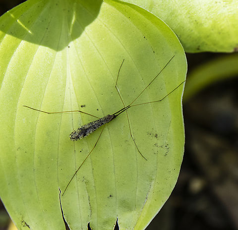 Crane Fly - Limonia sp.  Australia,Geotagged,Spring