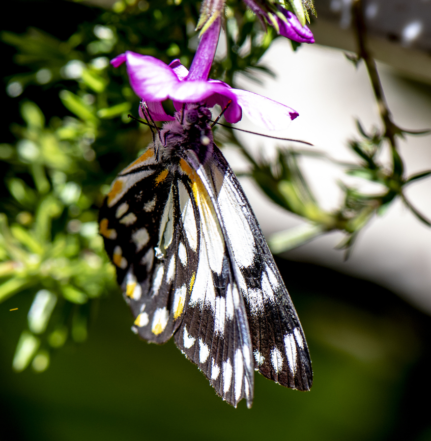 Belenois java - Caper White  Australia,Belenois java,Caper white,Geotagged,Spring