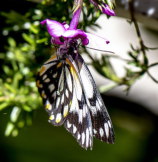 Belenois java - Caper White  Australia,Belenois java,Caper white,Geotagged,Spring