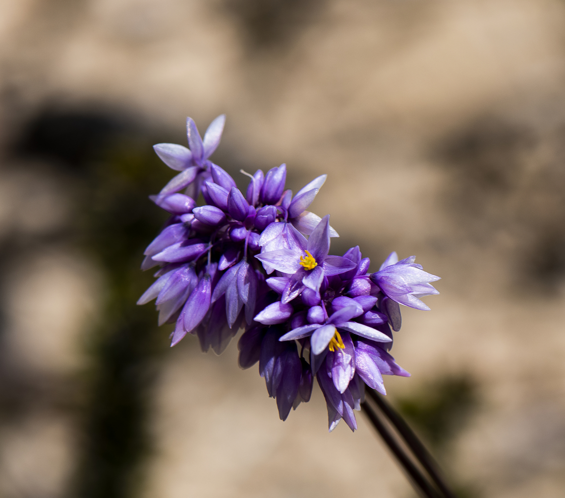 Sowerbaea juncea - Rush lily  Australia,Geotagged,Rush Lily,Sowerbaea juncea,Spring