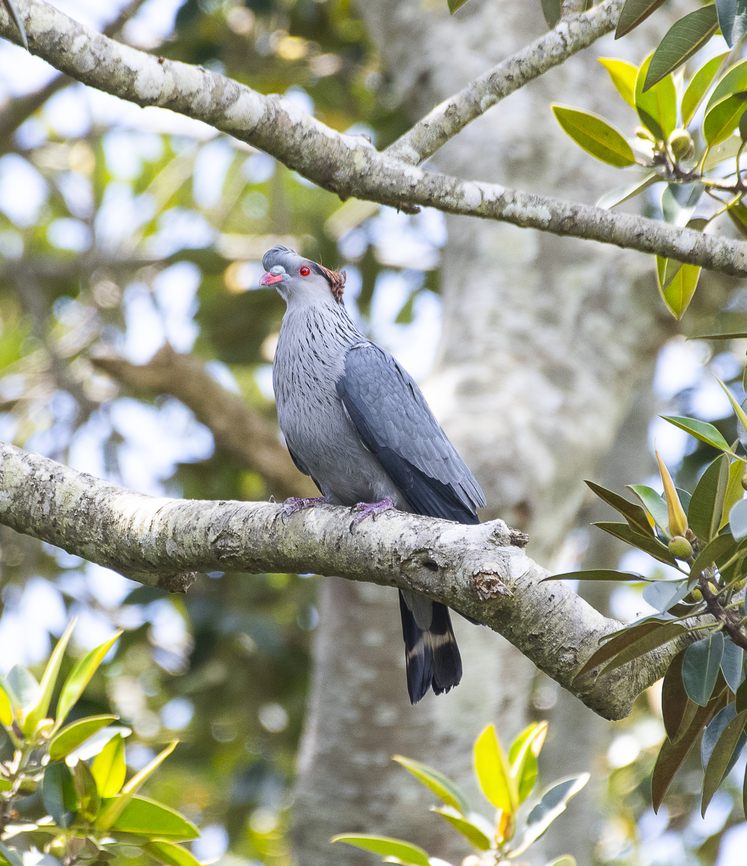 Lopholaimus antarcticus - Topknot pigeon  Australia,Geotagged,Lopholaimus antarcticus,Spring,Topknot pigeon