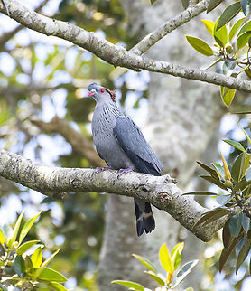 Lopholaimus antarcticus - Topknot pigeon  Australia,Geotagged,Lopholaimus antarcticus,Spring,Topknot pigeon