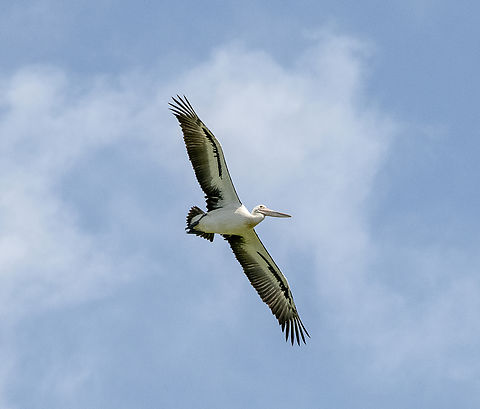 Pelecanus conspicillatus - Australian Pelican  Australia,Australian Pelican,Geotagged,Pelecanus conspicillatus,Spring