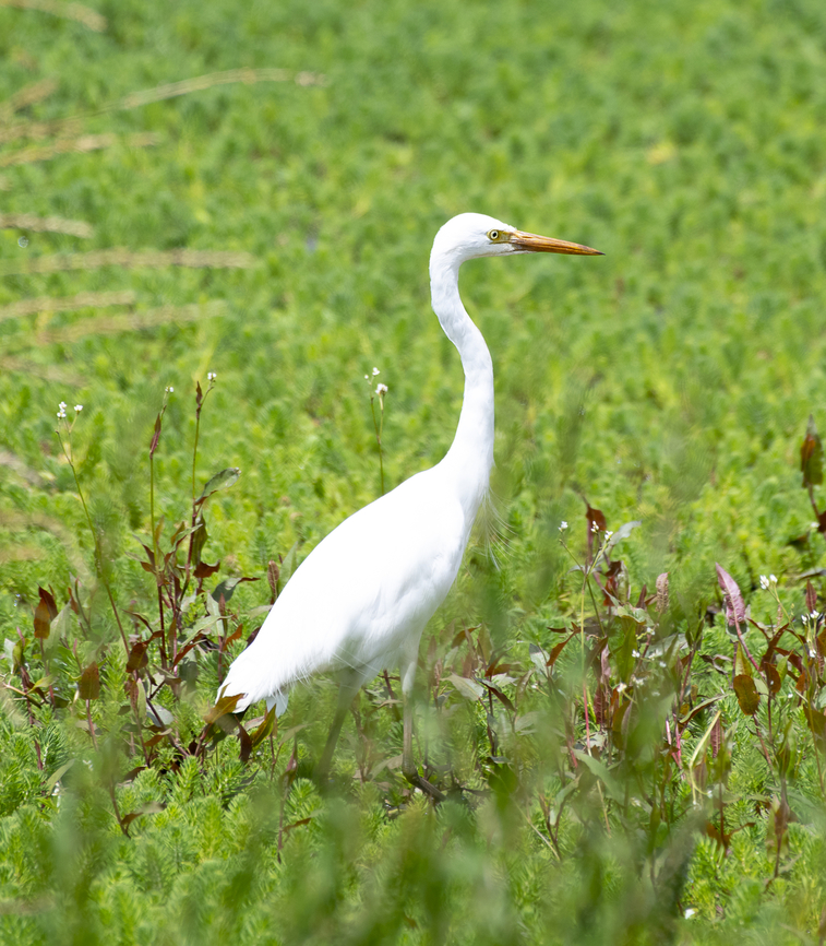 Intermediate Egret - Ardea intermedia  Ardea intermedia,Australia,Geotagged,Intermediate egret,Mesophoyx intermedia,Spring