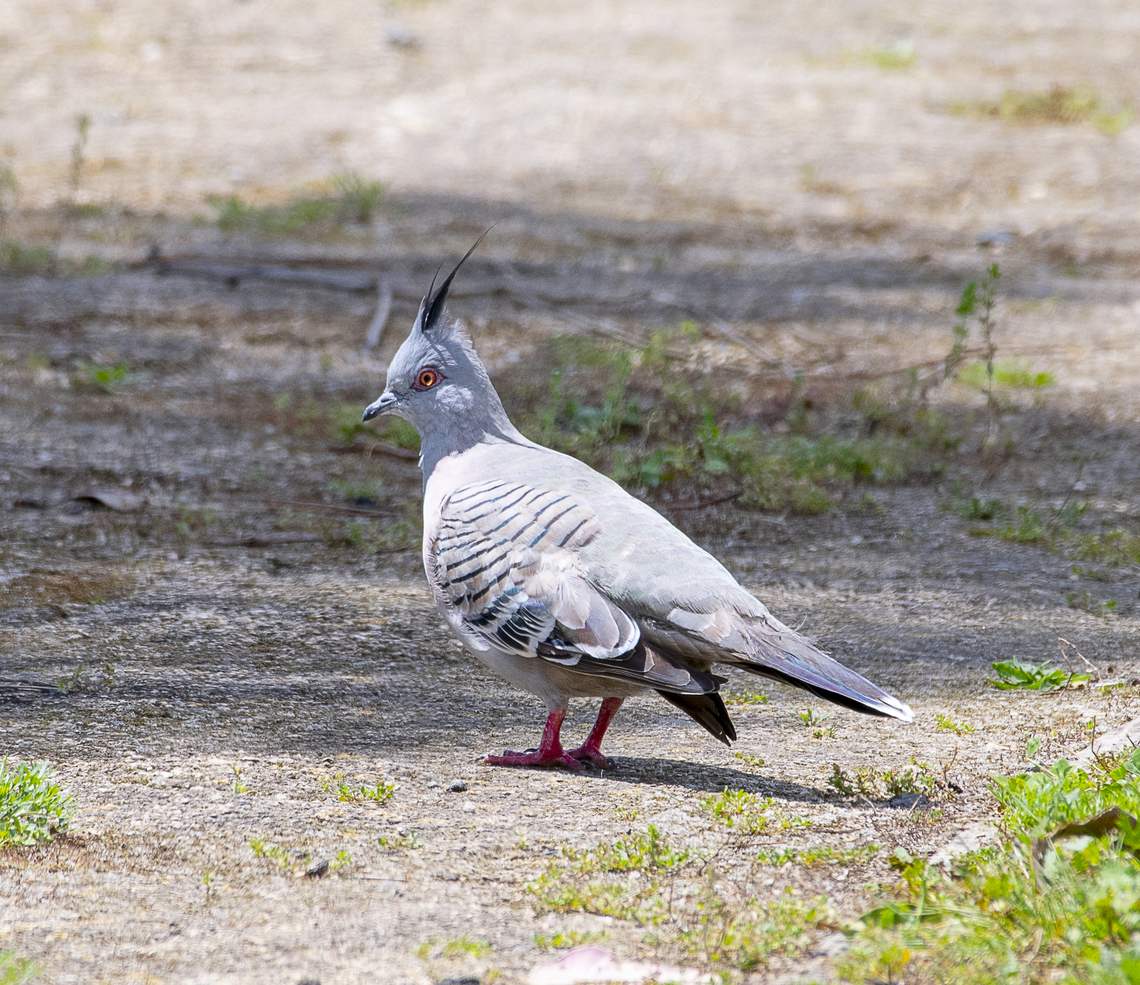 Crested Pigeon  Australia,Crested pigeon,Geotagged,Ocyphaps lophotes,Spring