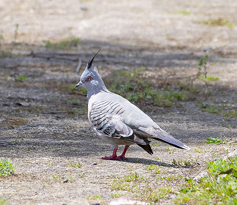 Crested Pigeon  Australia,Crested pigeon,Geotagged,Ocyphaps lophotes,Spring