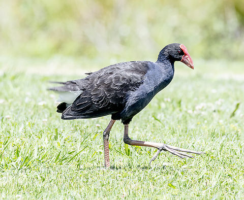 Is that MY foot!  Purple Swamphen - Porphyrio porphyrio  Australia,Geotagged,Porphyrio porphyrio,Spring,Western swamphen