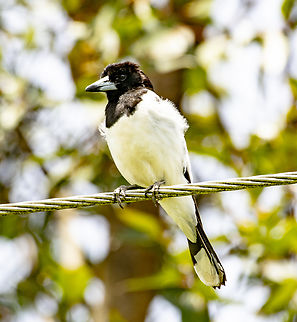Like a bird on a wire ...  Pied Butcher Bird  Australia,Cracticus nigrogularis,Geotagged,Pied butcherbird,Spring