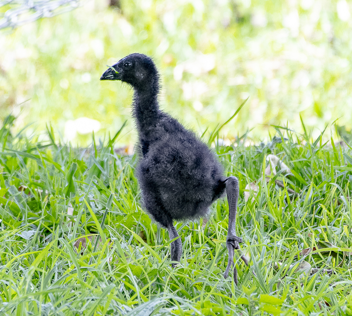 Put my best foot forward - Purple Swamphen Chick  Australia,Geotagged,Porphyrio porphyrio,Spring,Western swamphen