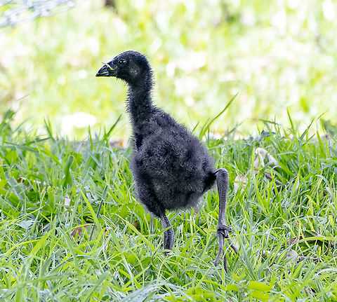 Put my best foot forward - Purple Swamphen Chick  Australia,Geotagged,Porphyrio porphyrio,Spring,Western swamphen