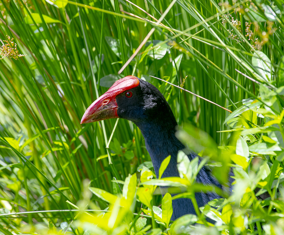Hey poacher - leave my chick alone! - Purple Swamphen  Australia,Geotagged,Porphyrio porphyrio,Spring,Western swamphen