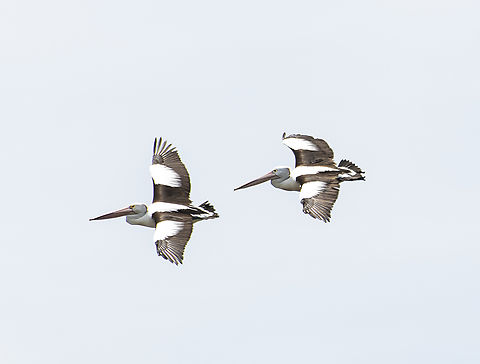 Twice as nice - Australian Pelican  Australia,Australian Pelican,Geotagged,Pelecanus conspicillatus,Spring