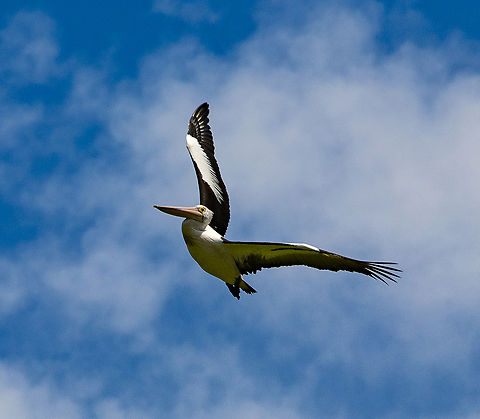 One last flyover - Australian Pelican  Australia,Australian Pelican,Geotagged,Pelecanus conspicillatus,Spring
