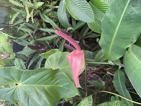 Anthurium sp.  Anthurium andraeanum,Australia,Geotagged,Painter's Palette,Spring