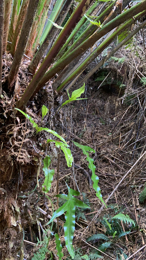 Hound's tongue fern ?  Australia,Geotagged,Spring