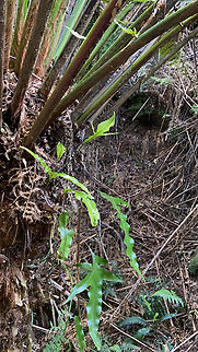 Hound's tongue fern ?  Australia,Geotagged,Spring