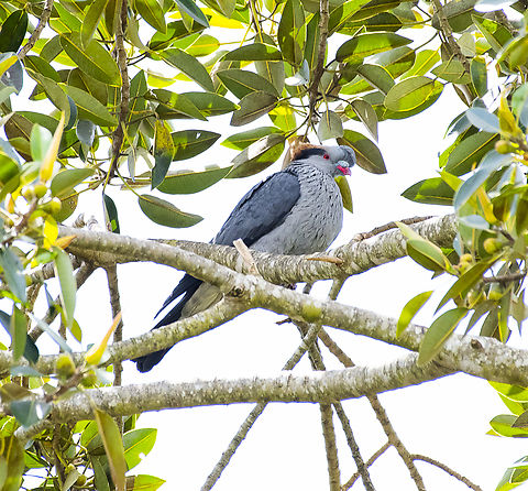 Topknot Pigeon  Australia,Geotagged,Lopholaimus antarcticus,Spring,Topknot pigeon