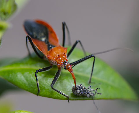Assassin Bug  Australia,Geotagged,Gminatus australis,Orange Assassin Bug,Spring
