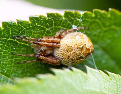 Cyclosa fuliginata  Australia,Cyclosa fuliginata,Geotagged,Sooty Orbweaver,Spring