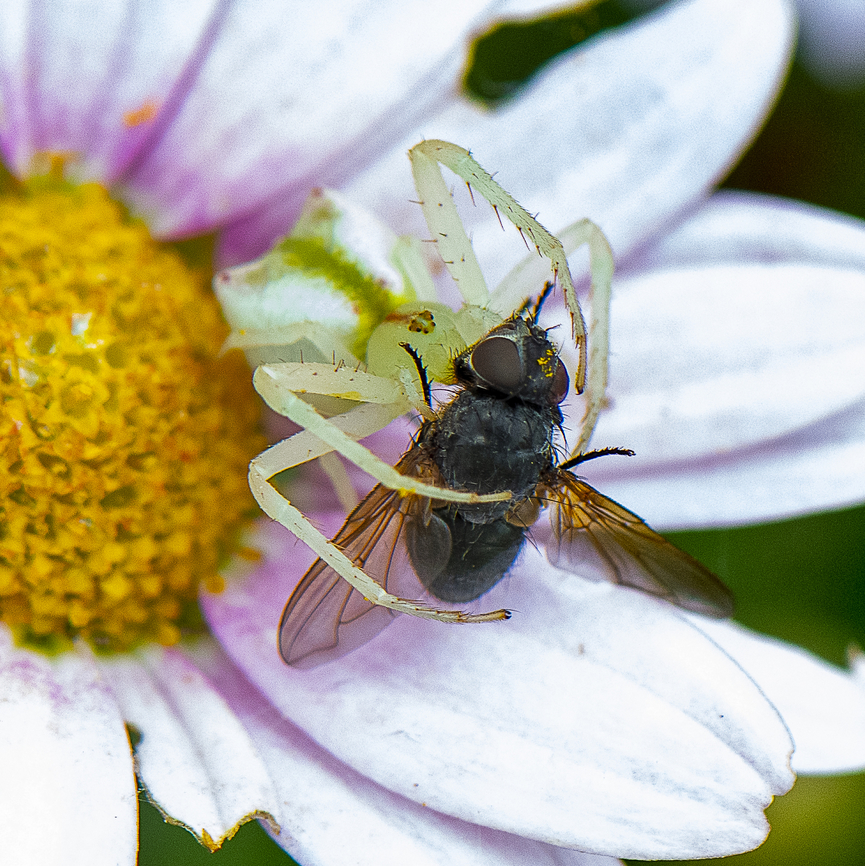 A Fond Embrace - Red-tipped Crab Spider - Sidymella rubrosignata  Australia,Geotagged,Red-tipped Crab Spider,Sidymella rubrosignata,Spring