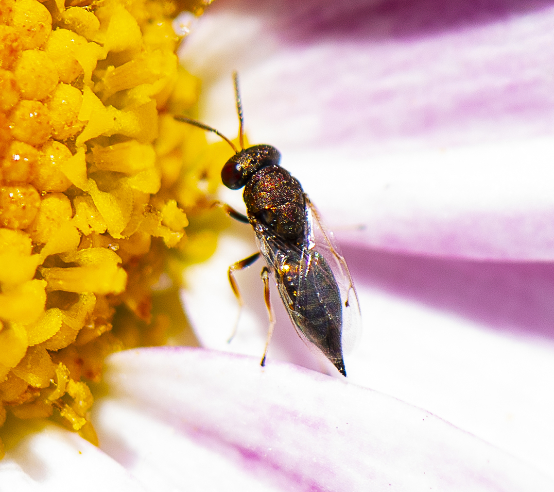 Bronze - Torymid Wasp - A parasitoid wasp  Australia,Geotagged,Spring