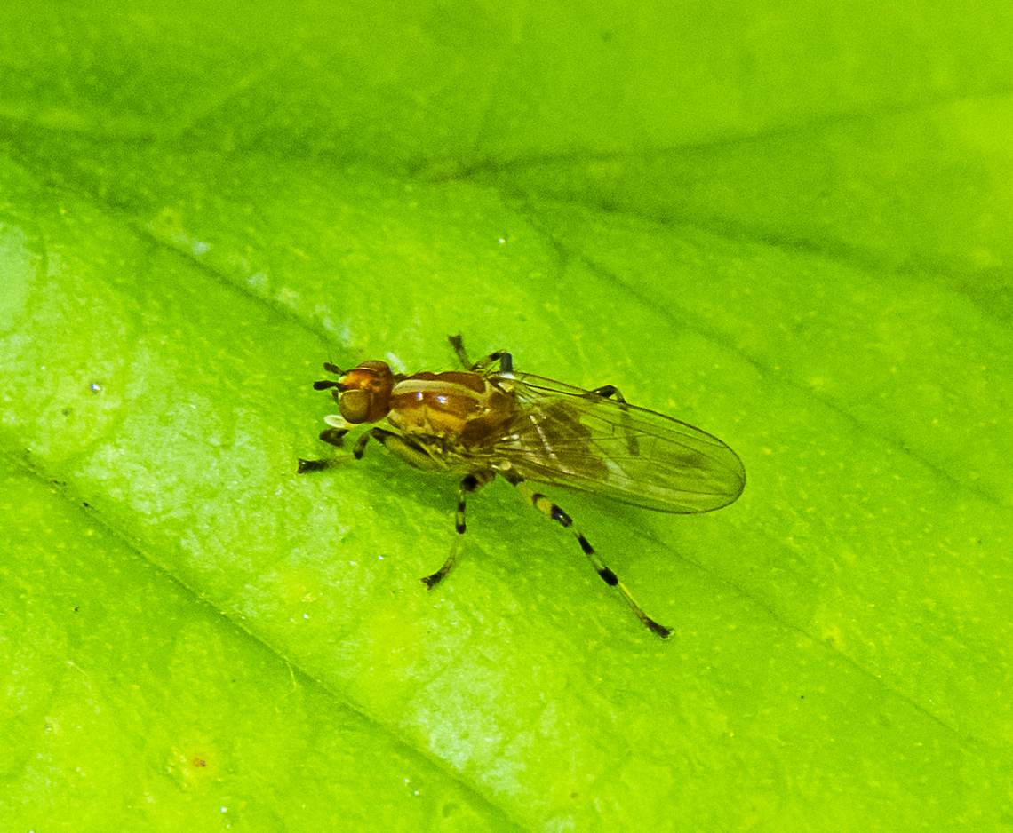 Tapeigaster annulipes  Australia,Geotagged,Spring,Tapeigaster annulipes,Tapeigaster nigricornis