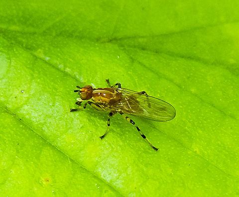 Tapeigaster annulipes  Australia,Geotagged,Spring,Tapeigaster annulipes,Tapeigaster nigricornis