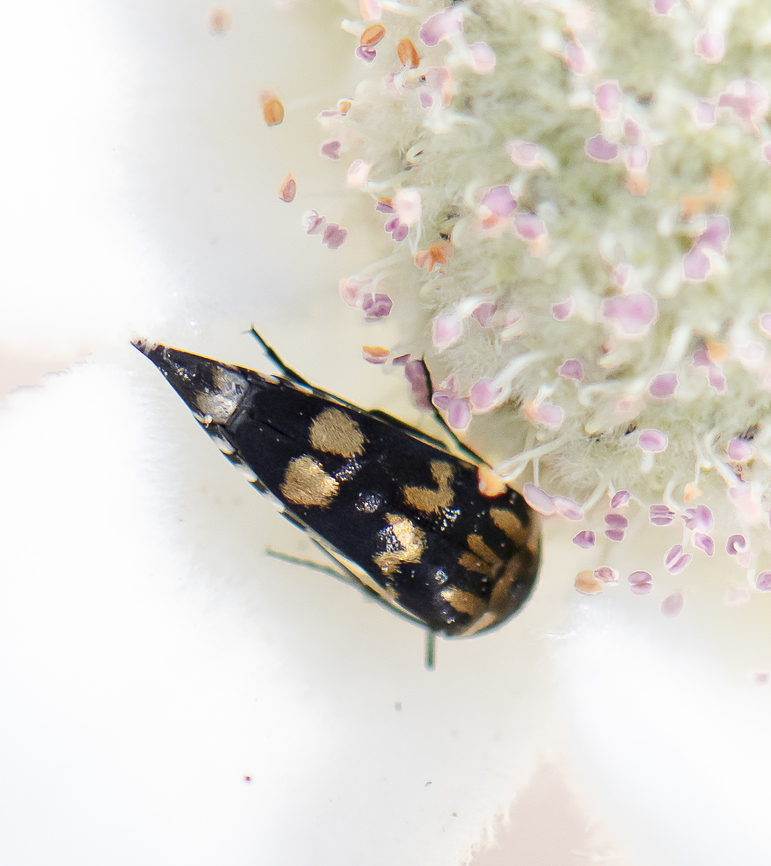 Hoshihananomia leucosticta A whiteout background but Australia,Fall,Geotagged,Hoshihananomia leucosticta,Spring,White-spotted Pintail Beetle