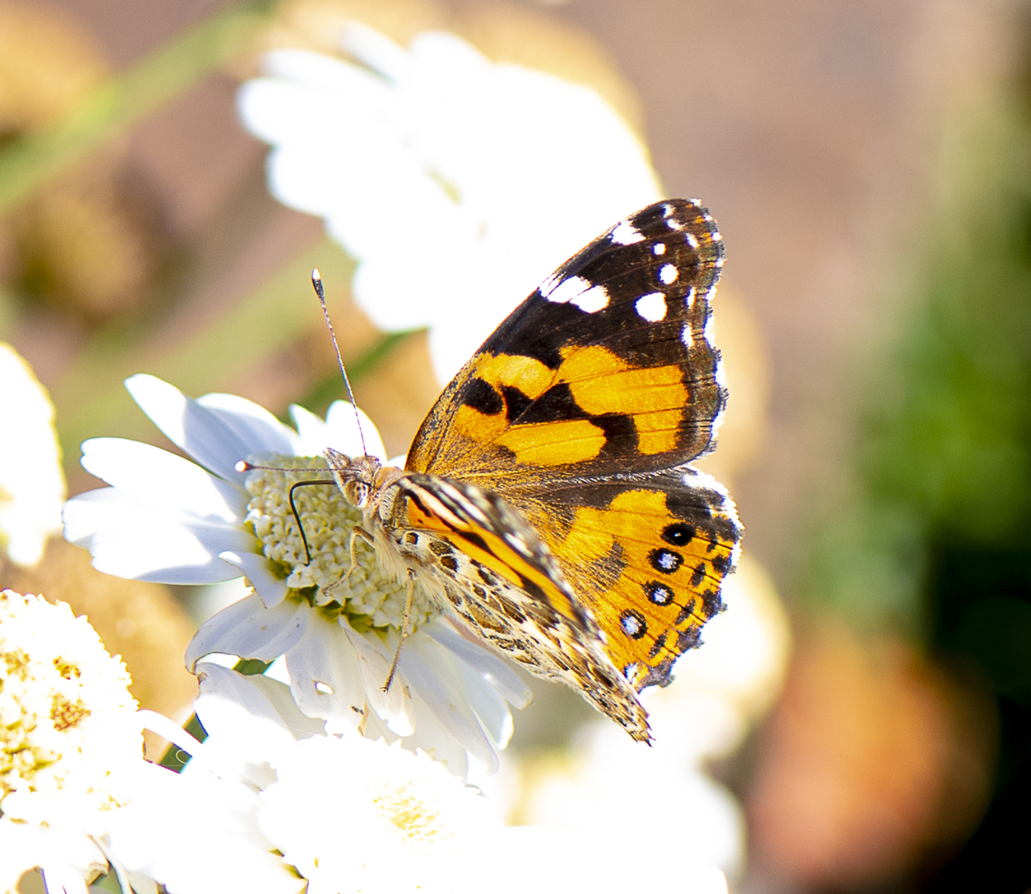 Australian Painted Lady  Australia,Australian painted lady,Geotagged,Spring,Vanessa (Cynthia) kershawi