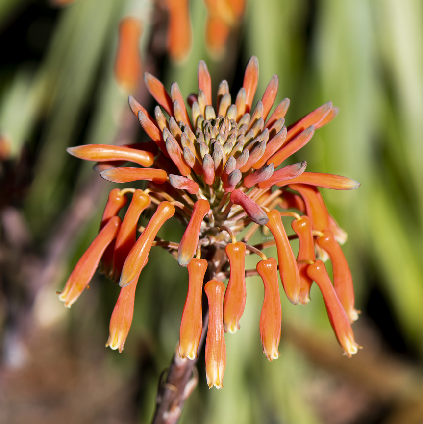 Soap Aloe  Aloe maculata,Australia,Geotagged,Soap Aloe,Spring