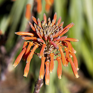 Soap Aloe  Aloe maculata,Australia,Geotagged,Soap Aloe,Spring