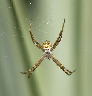 St Andrew's Cross Spider  Argiope,Argiope (spider),Argiope keyserlingi,Australia,Geotagged,Spring,St Andrews Cross Spider