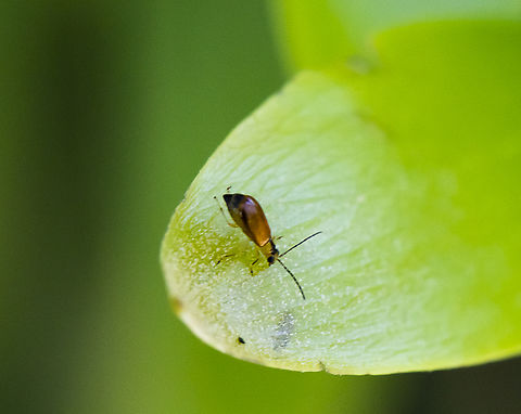 Teeny Weeny - Monolepta sp.  Australia,Geotagged,Spring