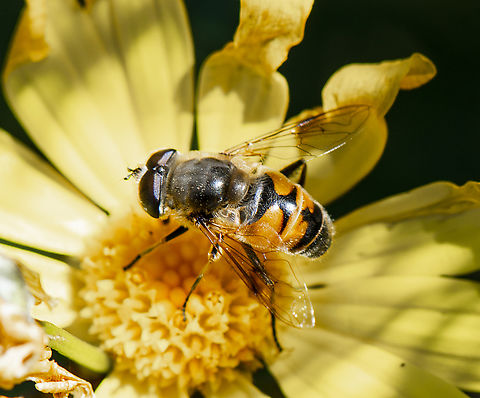 Common Drone Fly  Australia,Common Drone Fly,Eristalis tenax,Geotagged,Spring