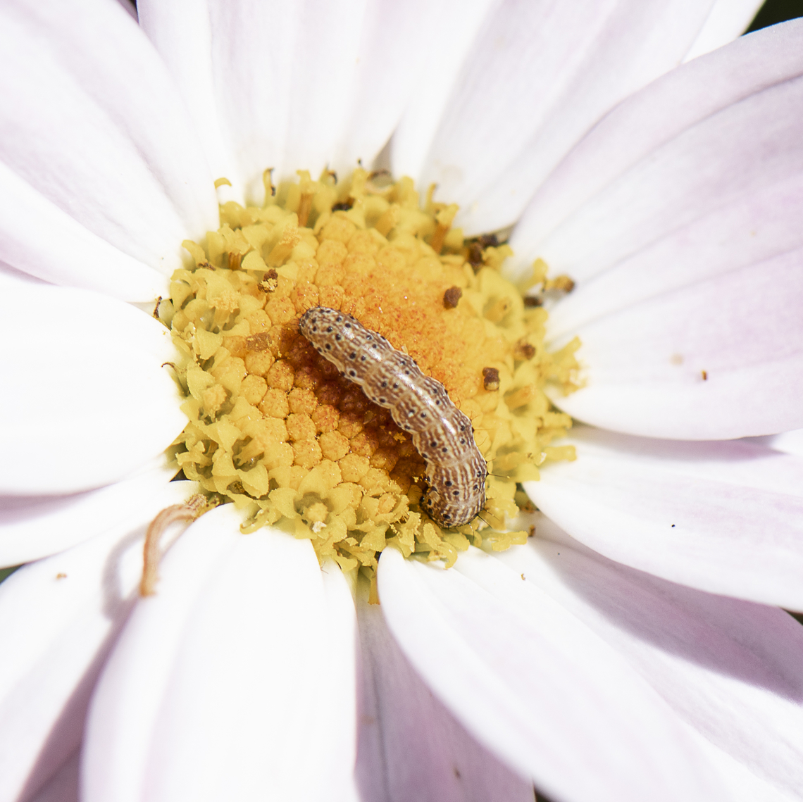 Helicoverpa sp.  Australia,Geotagged,Spring