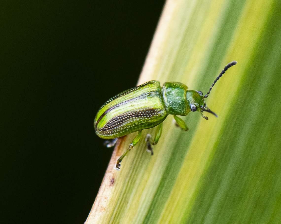 Acacia Leaf Beetle - Calomela vittata  Acacia leaf beetle,Australia,Calomela vittata,Geotagged,Spring
