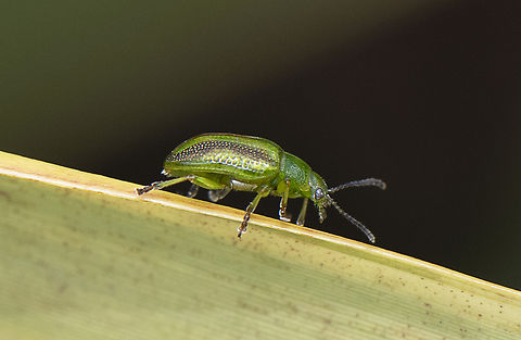 Acacia leaf beetle - Calomela vittata  Acacia leaf beetle,Australia,Calomela vittata,Geotagged,Spring