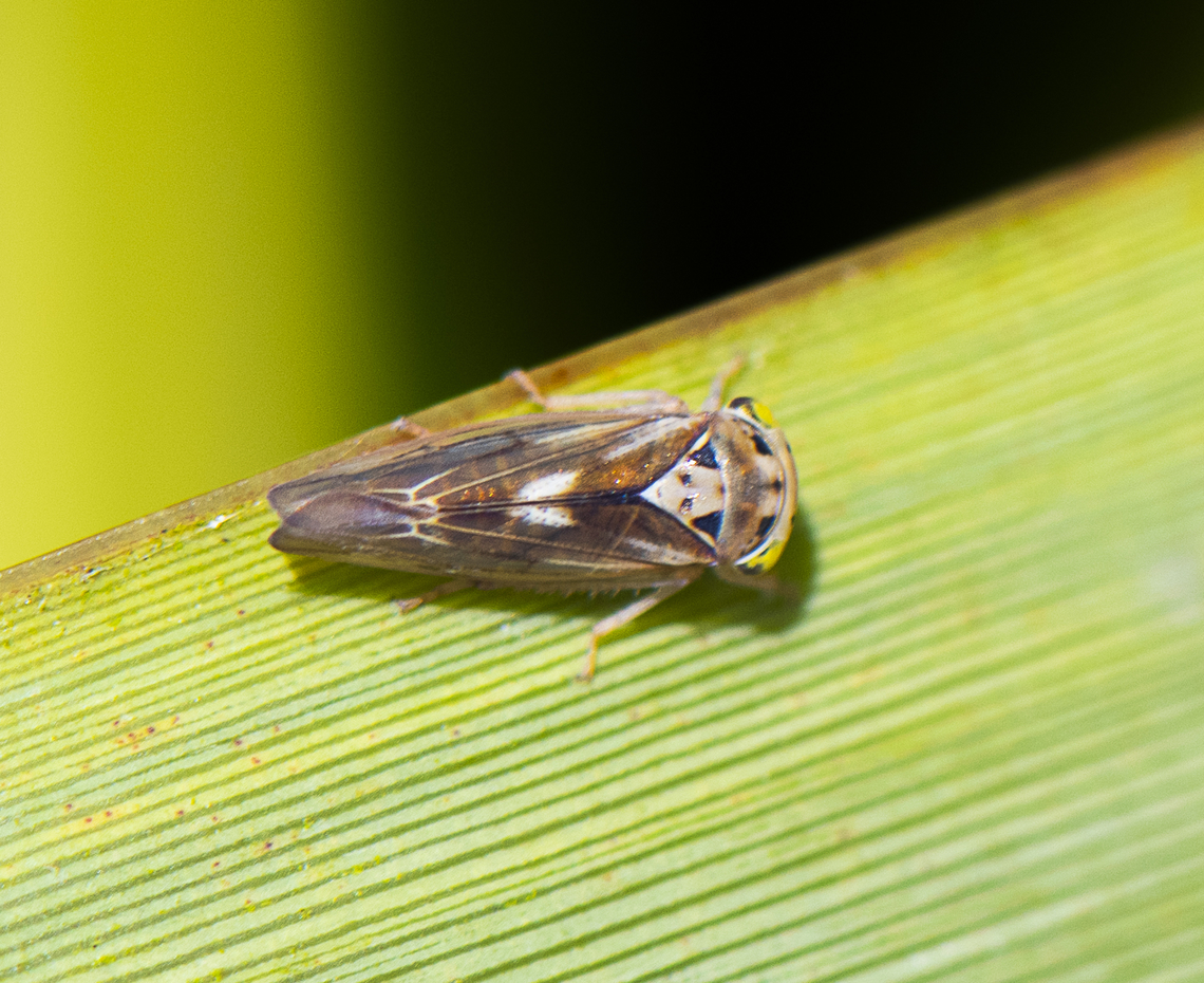 Genus idiocerus  Australia,Geotagged,Spring