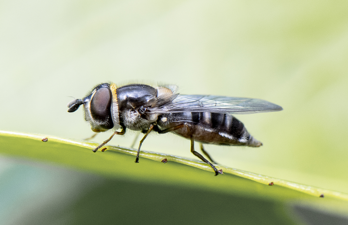 White-banded Slender Hover Fly - Betasyrphus serarius  Australia,Betasyrphus serarius,Geotagged,Spring
