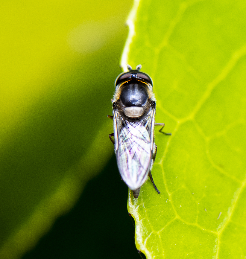 White-banded Slender Hover Fly - Betasyrphus serarius  Australia,Betasyrphus serarius,Geotagged,Spring