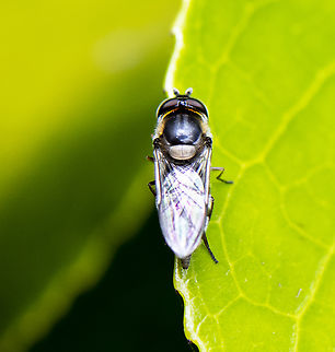 White-banded Slender Hover Fly - Betasyrphus serarius  Australia,Betasyrphus serarius,Geotagged,Spring