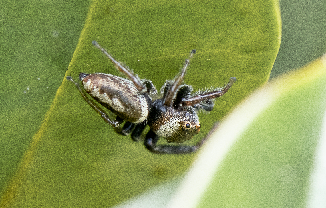 Jumping Spider - Opisthoncus grassator  Australia,Geotagged,Opisthoncus Grassator,Prowling Jumper,Spring