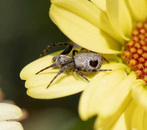 Orb weaver - 'Araneus' dimidiatus group 'A small orb weaver with a dark band on the leading edge of the abdomen and two large dark spots on the rear sides of the abdomen' Australia,Geotagged,Leaf curling araneid,Spring