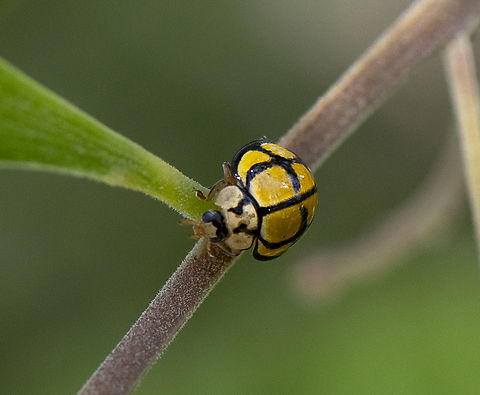 Tortoise-shelled ladybird - Harmonia testudinaria  Australia,Geotagged,Harmonia testudinaria,Spring,Tortoise-shelled ladybird